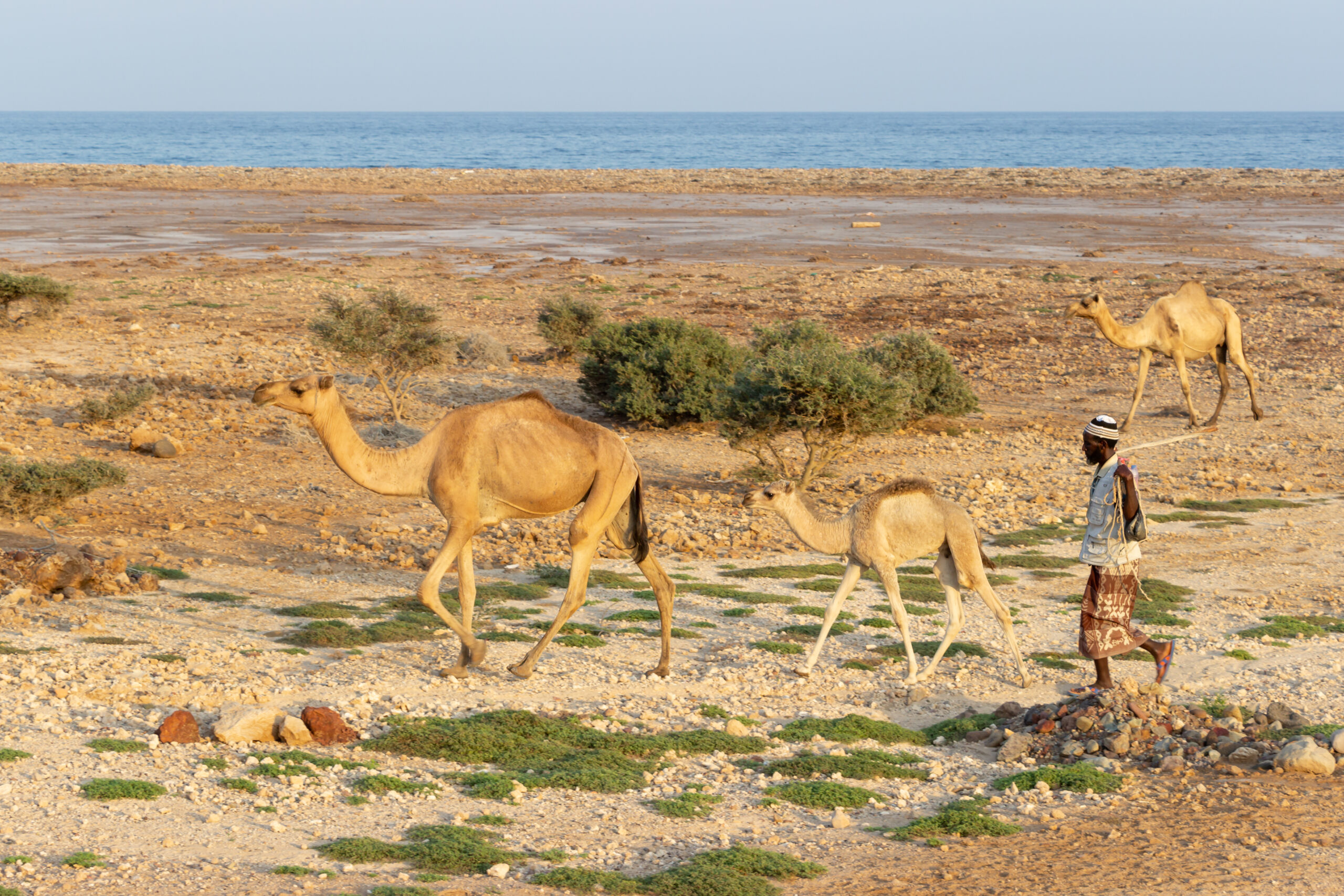 Tales of the Djibouti By Camille Massida